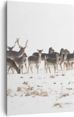 Produktbild von Bild auf Leinwand - Leinwandbild - Einteilig - Hirsch Winter Tierwelt Landschaft - 80x120cm - Wand Bild - Wandbilder - Leinwanddruck - Wanddekoration - Leinwand bilder - Wandbild - PA80x120-3144