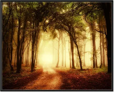Produktbild von Wallario Wandbild Sonnenuntergang auf dem Waldweg, Größe: 40,30 x 50,30 cm, Poster mit schwarzem Aluminiumrahmen