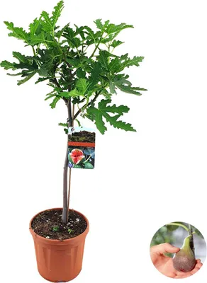 Produktbild von Bloomique - Ficus Carica Brown Turkey - Feigenbaum - Obstbäume - Gartenpflanzen - Winterhart - 80-100 cm Hoch - Topf 21 cm