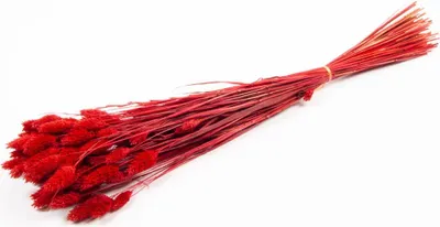 Produktbild von INNA-Glas Kanariengras getrocknet BRAGILA im Bund, rot, 50-75cm, Ø12cm - Getrockneter Bund