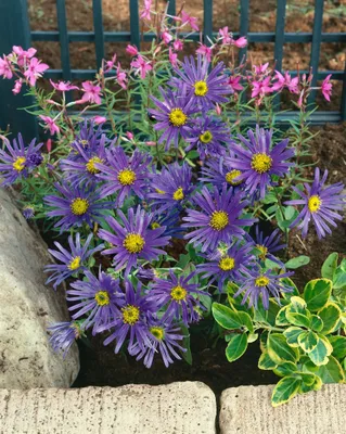 Produktbild von Aster amellus 'Veilchenkönigin', Berg-Aster, violett, ca. 9x9 cm Topf