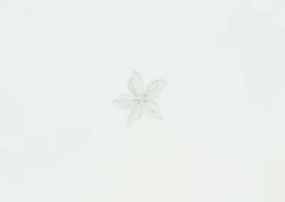 Imagen del producto de Aplicación de flores de orquídea