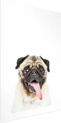 Produktbild von Posterpapier Poster - Pug 40x60 cm Für Kinder g-B-0098-ao-a