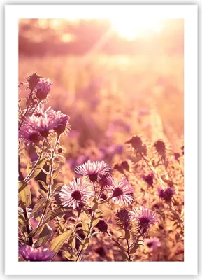 Produktbild von Poster - Poster ohne Rahmen - Wiese Blumen Sonne - 50x70 cm - Wand Bild - Wanddeko - Wandbilder - Kunstposter - Wandposter - Bilder - Kunstdruck - Wanddekoration - Wandbild - P2XPA50x70-4819