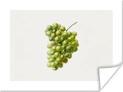 Produktbild von MuchoWow® Poster Weintrauben - Traube - Obst 120x90 cm - Wandbild