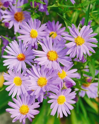 Produktbild von Aster dumosus 'Mittelmeer', Kissen-Aster, violett, ca. 9x9 cm Topf