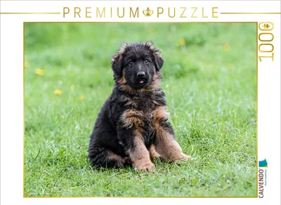 Produktbild von CALVENDO Puzzle Schäferhund - Welpe Langstockhaar | 1000 Teile Lege-Größe 64x48cm Foto-Puzzle für glückliche Stunden