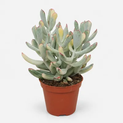 Produktbild von Cotyledon orbiculata variegata - seltene Sukkulente - Rarität - 8,5cm Topf 12cm hoch
