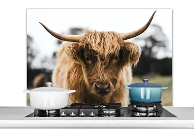 Produktbild von KitchenYeah®  Spritzschutz Küche - Küchenrückwand - Wandschutz für Herd und Spüle - Schottisches Hochlandrind - Kuh - Gras - Tiere - Natur 100x65 - Alu-Dibond (Alternative zum Spritzschutz aus Glas) -