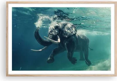Produktbild von Gerahmtes Poster - Rahmen in heller Eiche - Elefant Tier Wasser - 91,5x61 cm - Wand Bild - Wanddeko - Wandbilder - Wandposter - Bilderrahmen - Bilder - Kunstdruck - Wandbild - P2NAA91x61-3944