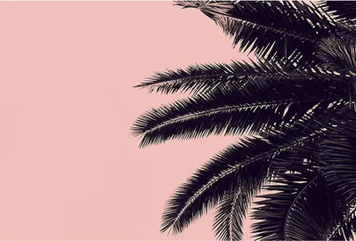 Produktbild von Tadessi Fototapete | Palmen | 4.00 m x 2.70 m | Rosa | Schwarz | Wandbild | Digitaldruck