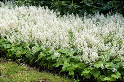 Produktbild von Stauden Gänge 100 x Tiarella cordifolia - Schaumblüte - Zarte Blütensterne für schattige Oasen - Tolles Blütenmeer - Bodendecker - Winterhart