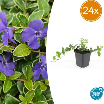 Zdjęcie produktu dla Vinca minor 'Argenteovariegata' | 24 sztuki - 10-25cm - Ø9cm - Roślina ogrodowa