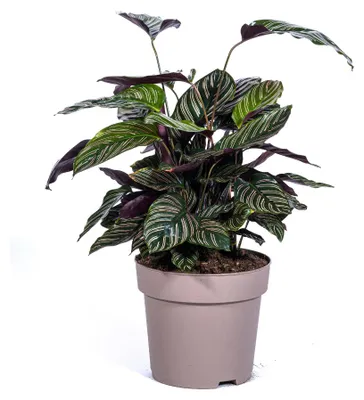 Produktbild von Calathea Ornata Sanderiana Ø27cm - Höhe 60 - 80cm