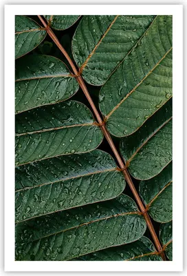 Produktbild von Poster - Poster ohne Rahmen - Tropfen Wasser Blätter - 61x91,5 cm - Wand Bild - Wanddeko - Wandbilder - Kunstposter - Wandposter - Bilder - Kunstdruck - Wanddekoration - Wandbild - P2XPA61x91-4328
