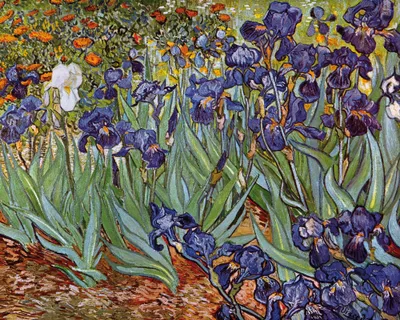 Obrázek produktu pro Vincent Van Gogh Kunstdruck Bild - Iris,1889 (40 x 50 cm)