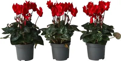 Zdjęcie produktu dla Cyklamen - 6 szt - Cyclamen persicum 'Winfall Scarlet' - W10-20cm - ⌀9cm