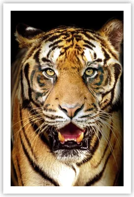Produktbild von Poster - Poster ohne Rahmen - tiger tier - 61x91,5 cm - Wand Bild - Wanddeko - Wandbilder - Kunstposter - Wandposter - Bilder - Kunstdruck - Wanddekoration - Wandbild - P2XPA61x91-4103
