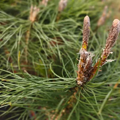 Immagine prodotto di Set di 4 pini neri (Pinus nigra nigra) – Altezza 25 cm – Dimensioni del vaso 9 cm