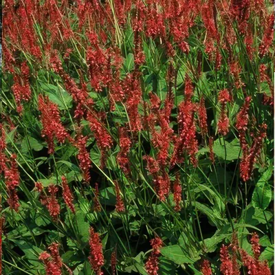 Obrázek produktu pro Persicaria amplexicaulis – 48 rostlin – ↕10–25 cm – Ø9 cm – červené květenství – nenáročná, odolná trvalka do slunce i polostínu