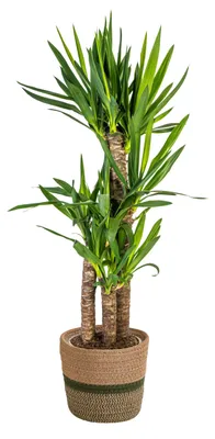 Productafbeelding van Yucca Elephantipes met mand - 90-110cm - Ø21cm - Kamerplant - Groenblijvend