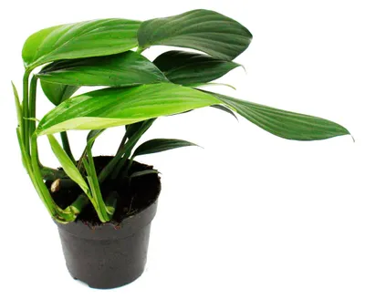 Image de Philodendron « Queue de dragon » - Rhaphidophora decursiva - Queue de dragon - Pot de 12 cm