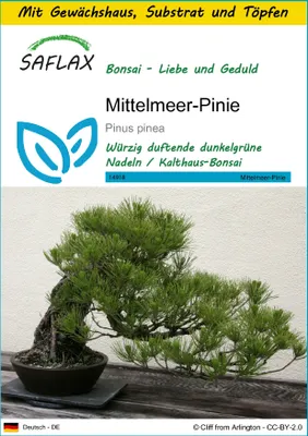 Produktbild von SAFLAX Anzucht Set - Mittelmeer-Pinie - Pinus pinea - 6 Samen - Mit Mini-Gewächshaus, Anzuchtsubstrat und 2 Töpfen