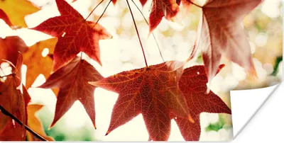 Produktbild von MuchoWow® Poster Herbstblätter - November - Natur - Bäume 150x75 cm - ohne Rahmen