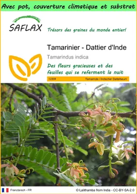 Image de SAFLAX Garden to go - Tamarinier - Dattier d'Inde - 4 graines - Tamarindus