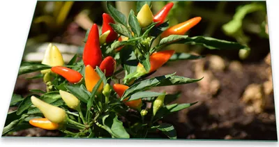 Produktbild von Herdabdeckplatte Glaskeramik 1 Teilig 80x52 Paprika Rot Abdeckung Glas Spritzschutz