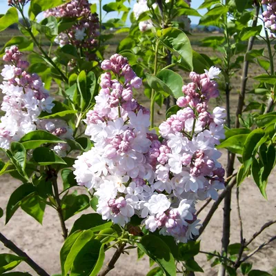 Produktbild von Edelflieder  - Syringa vulgaris 'Belle De Nancy'  | 40-60 cm in Container