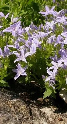 Produktbild von 6 x  Campanula garganica - Bergminze - Topf 9 x 9 cm