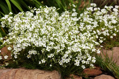 Produktbild von 1000 Samen Sommer-Schleierkraut (Gypsophila elegans) – Einjährige Schnittblume für Beet, Garten, Bodendecker