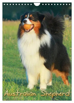 Produktbild von Australian Shepherd (Wandkalender 2027 DIN A4 hoch), CALVENDO Monatskalender