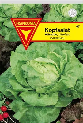 Produktbild von Kopfsalat Attraktion