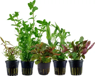 Produktbild von Pflanzen Set mit 5 Einsteiger Topf Aquarium Wasserpflanzen AquaOne Nr.127