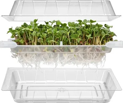 Obrázok produktu pre Ferrarium Malé klíčky rastú - 18*12 cm