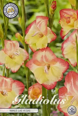 Artikelbild 2 von 'Gladiole Nanus Las Vegas (10 Stück)' aus der Kategorie Gladiolenzwiebeln