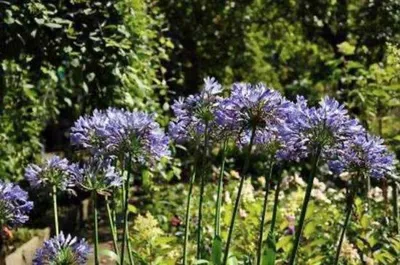 Produktbild von Agapanthus africanus - Schmucklilie | 9x9 cm topf