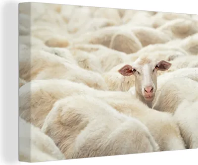 Obrázek produktu pro OneMillionCanvasses® - Obrazy na plátně - 140x90 cm, Ovce - Hlava zvířete - Bílá, Nástěnné umění Vytisknout Nástěnná dekorace