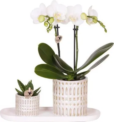 Obrázok produktu pre Sada rastlín: biela orchidea Phalaenopsis Amabilis a sukulenty v keramických kvetináčoch