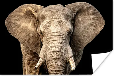 Produktbild von MuchoWow® Poster Elefant - Porträt - Schwarz 60x40 cm - Schlafzimmerdekoration