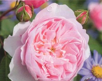 Produktbild von Englische Strauchrose Wisley 2008™ - Austin Rosen - hellrosa - Duft + - Synonym Ausbreeze