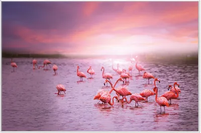 Produktbild von Wallario Wandbild Rosa Flamingos bei Sonnenuntergang, Größe: 61 x 91,50 cm, Poster mit weißem Aluminiumrahmen