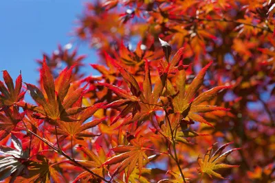 Produktbild von Acer palmatum 'Trompenburg', Japanischer Ahorn, rot, 40–60 cm
