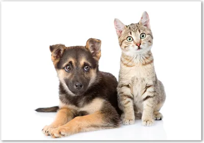 Produktbild von Tulup® Glas-Bild - 100 x 70 - Wandbild aus Glas - Wandkunst - Wandbild hinter gehärtetem Sicherheitsglas - Tiere - Hund und Katze - Schwarz