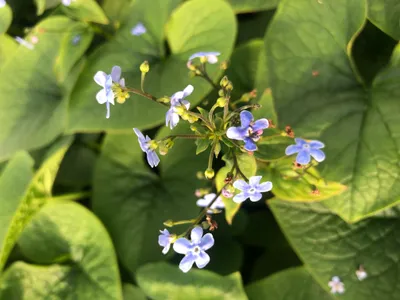 Obrázek produktu pro 6 x Brunnera sibirica - kavkazská pomněnka v květináči 9x9 cm