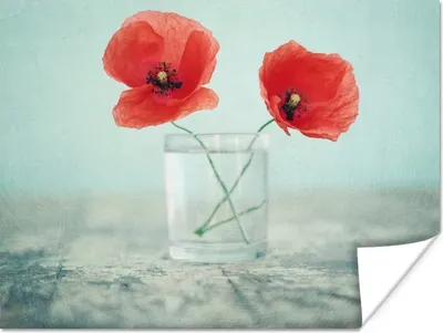 Produktbild von MuchoWow® Poster Mohn - Stilleben - Blumen 160x120 cm - Foto Plakat