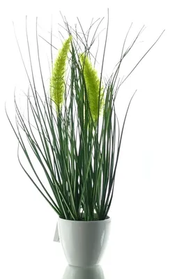 Produktbild von GASPER Lampenputzergras - Penisetum im Topf 37 cm - Kunstpflanzen