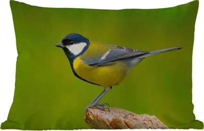Produktbild von MuchoWow® Outdoor Kissen - Vogel - Kohlmeise - Tiere - Grün - 50x30 cm - Wetterfest - Lounge Kissen - Sofa kissen - Wohnzimmer Dekoration